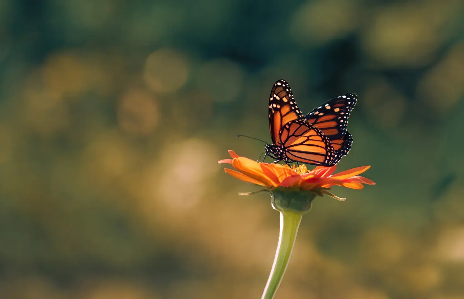 A monarch butterfly resting on an orange flower